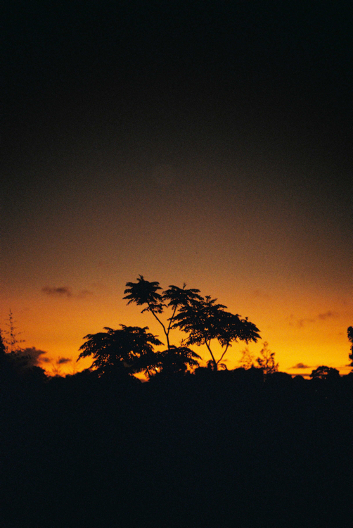 Tree silhouette